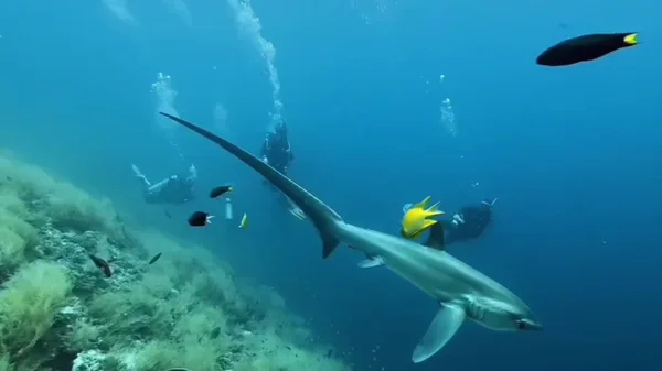 Thresher Shark Divers