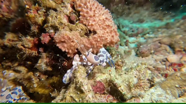 LGB DIVING CENTER ( KAKAOTALK ID: mjw488731 )