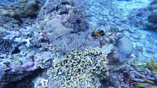 Last Frontier Dive | PADI 5 Star Instructor Development Centre in Siquijor