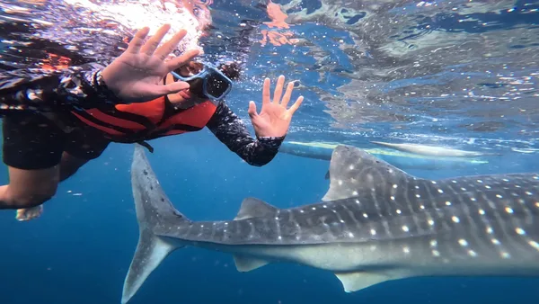 Oslob Whale Shark Watching