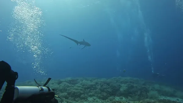Evolution Beach and Dive Resort