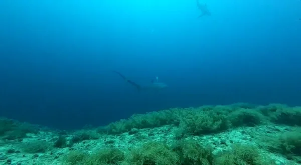 SK Divers Center