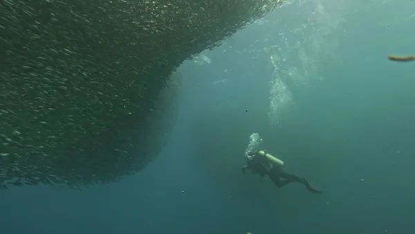 Sabanal Dive