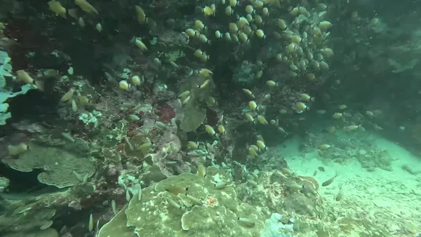 Onepiece Dive Center