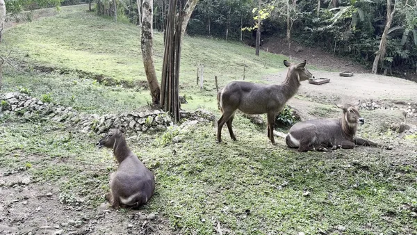 Cebu Safari and Adventure Park