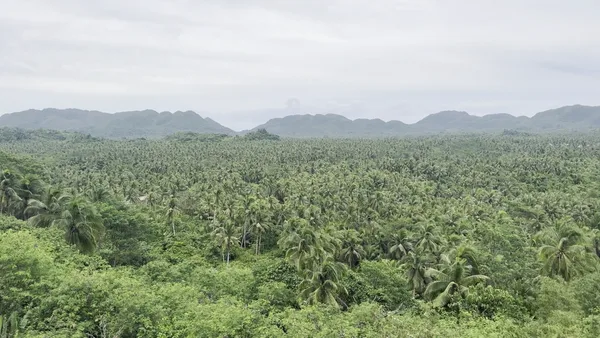 Coconut Plantation View Point