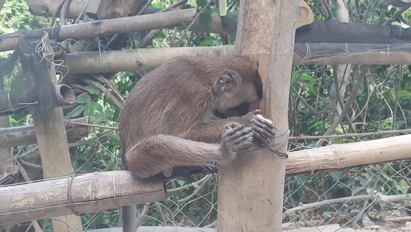 Oslob Macaque Sanctuary