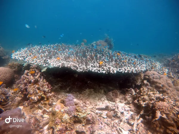 Voodoo Diving