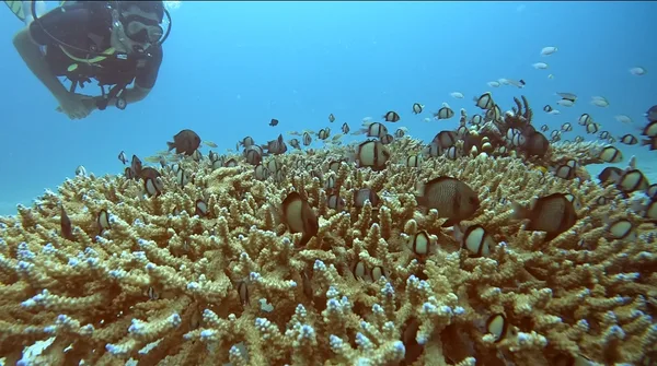 Mobula Divers Diving Center