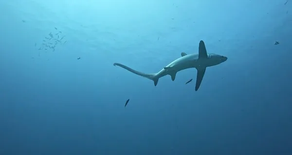 French Kiss Divers Malapascua