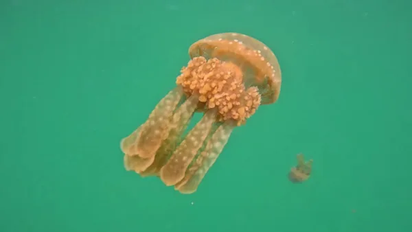 Jellyfish Sanctuary