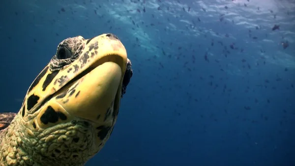Deep Blue Dive Seafari