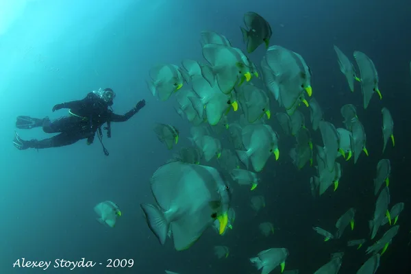 Gunter's Dive Center (former D'Divers at D'Pearl Bay Busuanga)
