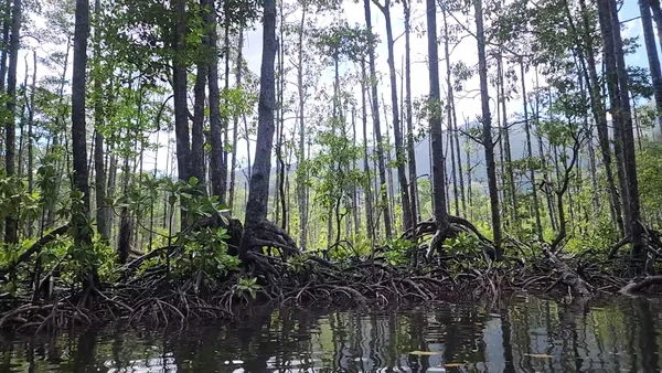 Sabang Mangrove Forest