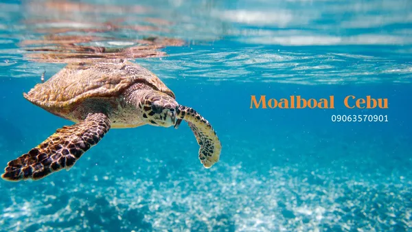 Scuba Princess Moalboal