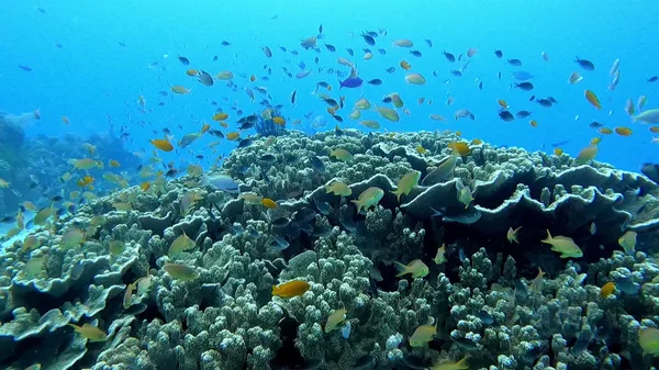 Mystic diving services (Mystic divers)