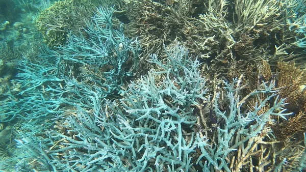 Lusong Coral Garden