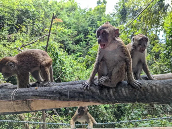 Monkey Watching Point