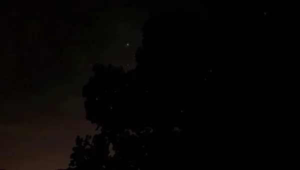 Siargao Firefly watching