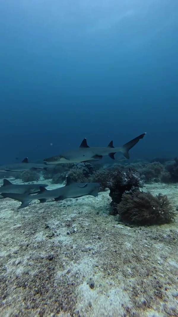 Lighthouse Scuba Diving