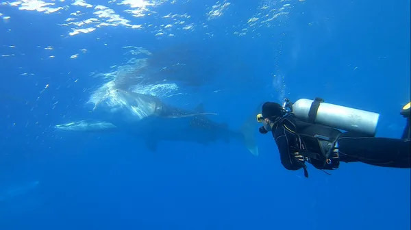 Deep Zone Dive Center
