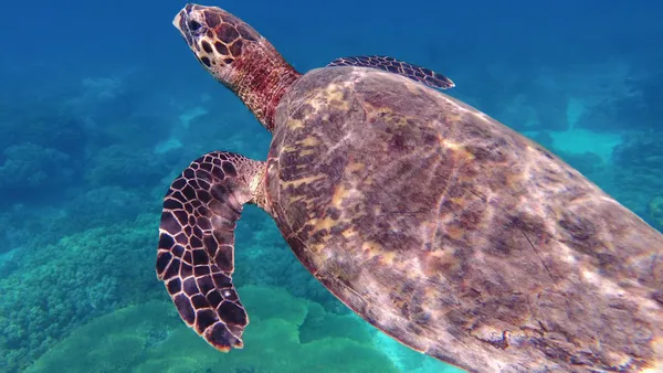 Apo Island Marine Sanctuary