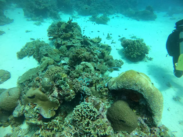Vibrations Dive Center