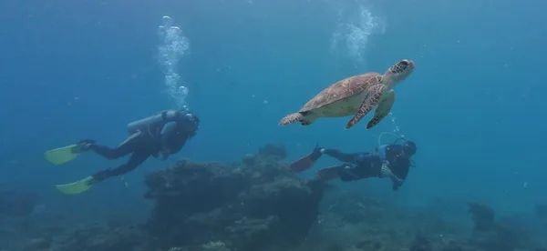 Turtle Divers