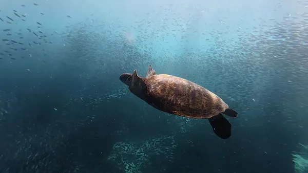 Island Diaries Travel and Tours - Dumaguete, Philippines