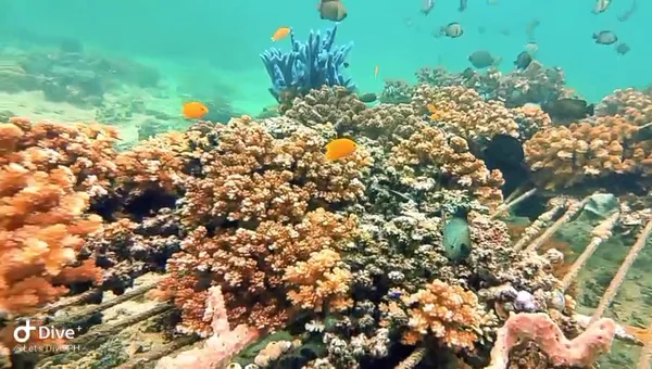 Let's Dive Palawan