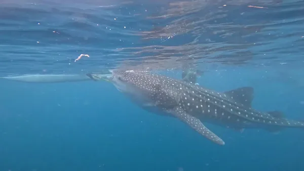 1derful Oslob Cebu Travel & Tours