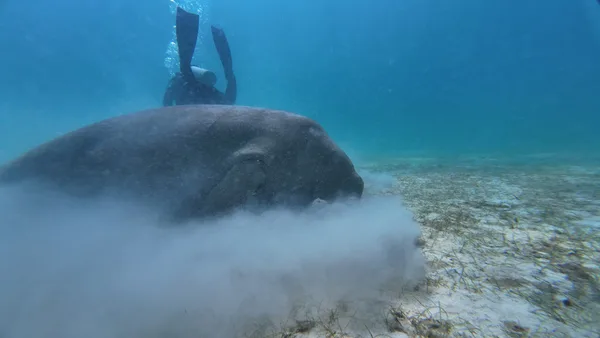 Dugong Dive Center