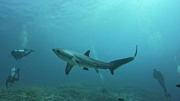 Malapascua MBI Dive Center