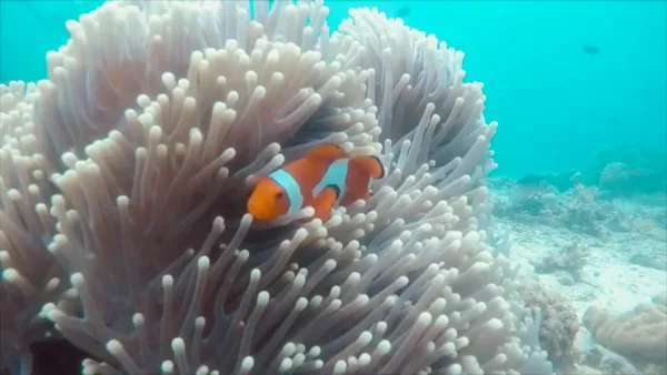 El Nido Adventure Scuba Dive Center