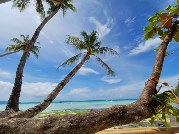 Leaning Coconut Tree
