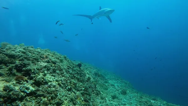 Kokay's Diving Shop, Malapascua