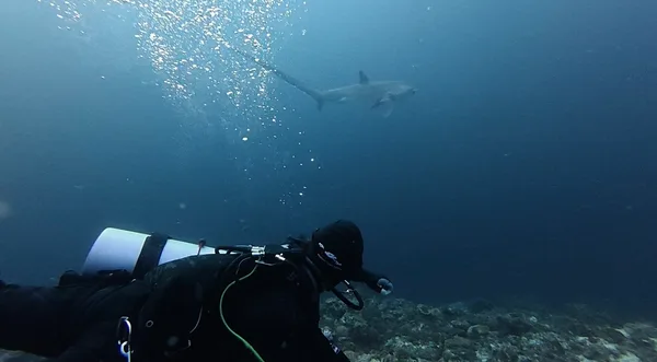 Fish Buddies Dive Shop