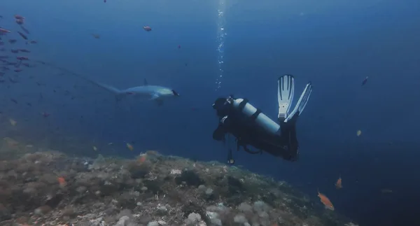 The Shark's Tail Dive Center