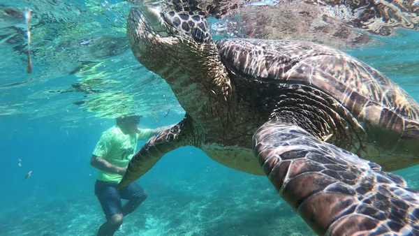 Apo Island