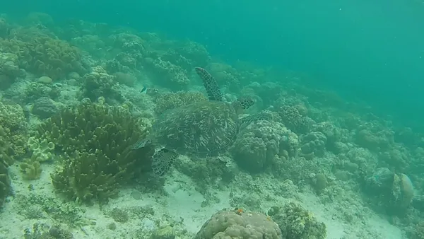 Ocean