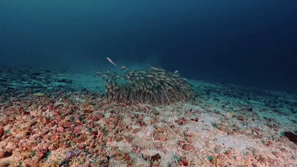 Ocean Passion Dive Center