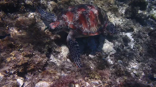 Apo Island