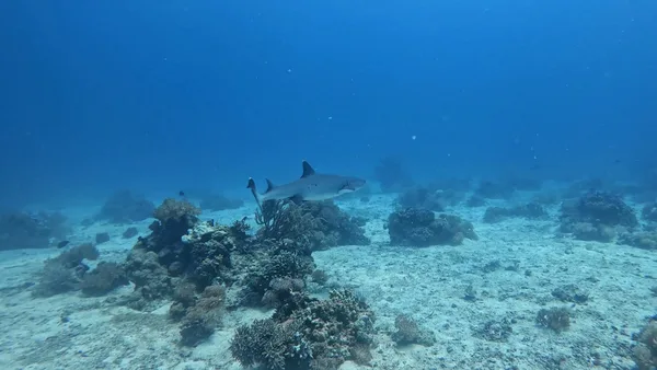 Malapascua MBI Dive Center